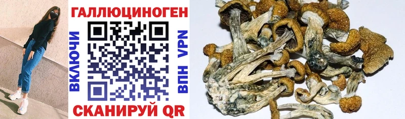 Псилоцибиновые грибы Cubensis  Аксай 